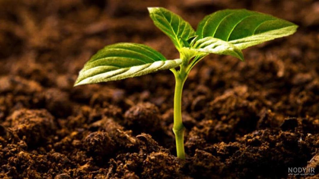 رازهای مدیریت هوشمندانه حاصلخیزی خاك و شناخت عناصر پرمصرف گیاهی