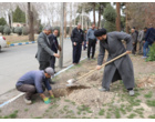 غرس ۱۶۸ نهال به یاد شهدای دانش آموز دبستان شجره میناب