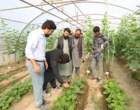 گزارش تصویری بازدید کارشناسان کشاورزی کشور افغانستان از مزارع و گلخانه های بذور سبزی و صیفی مستقر در مرکز آموزش عالی امام خمینی(ره)