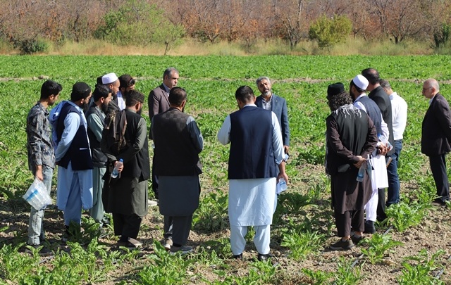 گزارش تصویری بازدید کارشناسان کشاورزی کشور افغانستان از مزارع و گلخانه های بذور سبزی و صیفی مستقر در مرکز آموزش عالی امام خمینی(ره)