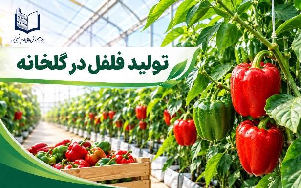 برگزاری دوره آموزشی «تولید فلفل در گلخانه» در مرکز آموزش عالی امام خمینی (ره)