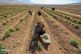 اجرای دوره آموزشی «کاشت، داشت و برداشت گیاهان دارویی ریشه‌دار»