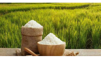 اهمیت استفاده از بذور گواهی‌شده برنج راهی به سوی کشاورزی پایدار