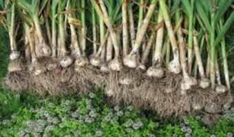 نگاهی علمی به سیر و موسیر؛ از زیست‌شناسی تا روش‌های نوین کشت گیاهان دارویی پیازدار