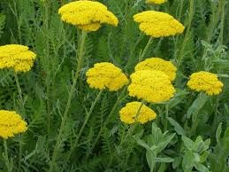 دیم‌کاری گیاهان دارویی؛ پیوند دانش اقلیم و بهره‌برداری پایدار