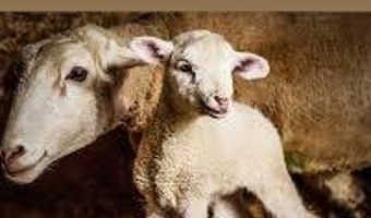 آشنایی دامداران با اصول علمی مدیریت میش‌های آبستن قبل و بعد از زایمان
