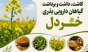 برگزاری دوره آموزشی «کاشت، داشت و برداشت گیاهان دارویی بذری» با محوریت خردل