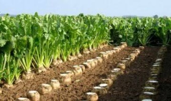 برگزاری دوره آموزشی ملی «عملیات خاک‌ورزی و آماده‌سازی بستر کاشت چغندرقند» در مرکز آموزش عالی امام خمینی (ره)