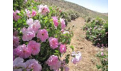 آمادهسازی بستر و کاشت گل محمدی با رویکرد دادهمحور و علمی
