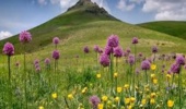 میراث دارویی ایران در آستانه نابودی؛ بررسی اثرات برداشتهای بیرویه و راهکارهای نجات گونههای در معرض خطر