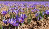 آموزش کشت و پرورش زعفران