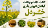 برگزاری دوره آموزشی «کاشت، داشت و برداشت گیاهان دارویی بذری» با محوریت خردل