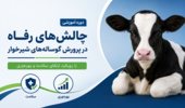 برگزاری دوره آموزشی «چالشهای رفاه در پرورش گوسالههای شیرخوار» با رویکرد ارتقای سلامت و بهرهوری