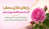 از اصول گیاهشناسی تا تکثیر پیشرفته؛ نقشه راه پرورش تخصصی گل محمدی