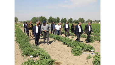 بازدید معاونان وزیر جهاد کشاورزی از مزارع تولید بذر مرکز آموزش عالی امام خمینی(ره)