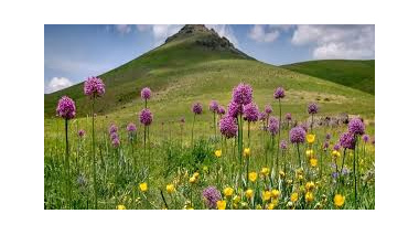 میراث دارویی ایران در آستانه نابودی؛ بررسی اثرات برداشت‌های بی‌رویه و راهکارهای نجات گونه‌های در معرض خطر
