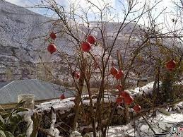 با اجرای تدابیر زمستانه، از آسیب‌های احتمالی باغ جلوگیری کنید