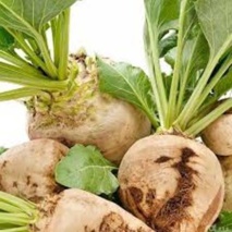 بهره‌وری مزارع چغندرقند را از طریق مدیریت دقیق علف‌های هرز ارتقاء دهید