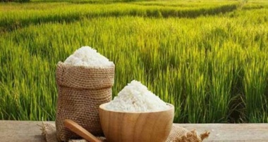 اهمیت استفاده از بذور گواهی‌شده برنج راهی به سوی کشاورزی پایدار