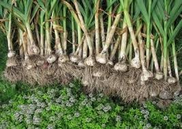 نگاهی علمی به سیر و موسیر؛ از زیست‌شناسی تا روش‌های نوین کشت گیاهان دارویی پیازدار