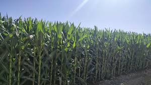 برگزاری دوره تخصصی "کشت مخلوط امدادی گندم – ذرت راهکاری در جهت صرفه جویی در مصرف آب" با هدف بهینه‌سازی مصرف آب و ارتقای بهره‌وری تولید در بخش کشاورزی