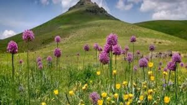 میراث دارویی ایران در آستانه نابودی؛ بررسی اثرات برداشت‌های بی‌رویه و راهکارهای نجات گونه‌های در معرض خطر