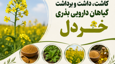 برگزاری دوره آموزشی «کاشت، داشت و برداشت گیاهان دارویی بذری» با محوریت خردل