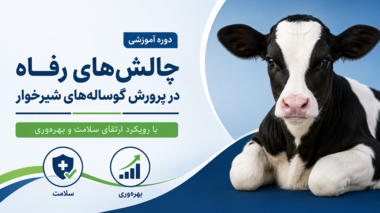 برگزاری دوره آموزشی «چالش‌های رفاه در پرورش گوساله‌های شیرخوار» با رویکرد ارتقای سلامت و بهره‌وری