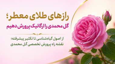 از اصول گیاه‌شناسی تا تکثیر پیشرفته؛ نقشه راه پرورش تخصصی گل محمدی