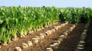 برگزاری دوره آموزشی ملی «عملیات خاک‌ورزی و آماده‌سازی بستر کاشت چغندرقند» در مرکز آموزش عالی امام خمینی (ره)