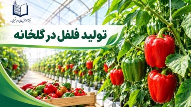 برگزاری دوره آموزشی «تولید فلفل در گلخانه» در مرکز آموزش عالی امام خمینی (ره)