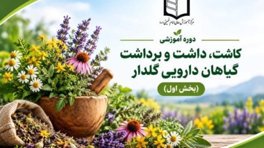 از کاشت تا برداشت؛ آموزش تخصصی گیاهان دارویی در مرکز آموزش عالی امام خمینی(ره)