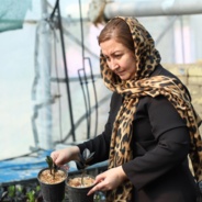 واحد گلخانه تولید گل و گیاهان زینتی